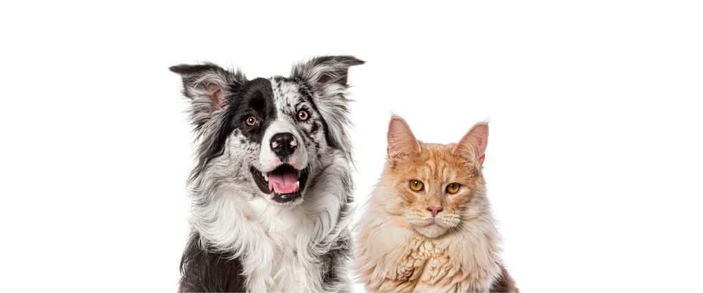 Dogs vs. Cats: Who’s the Bigger Diva When It Comes to Grooming?