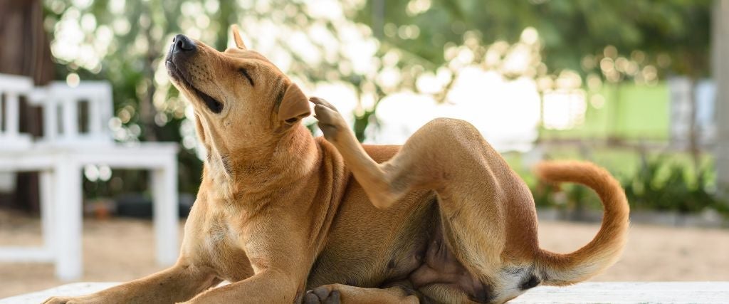 Dog with flea dirt scratching itself
