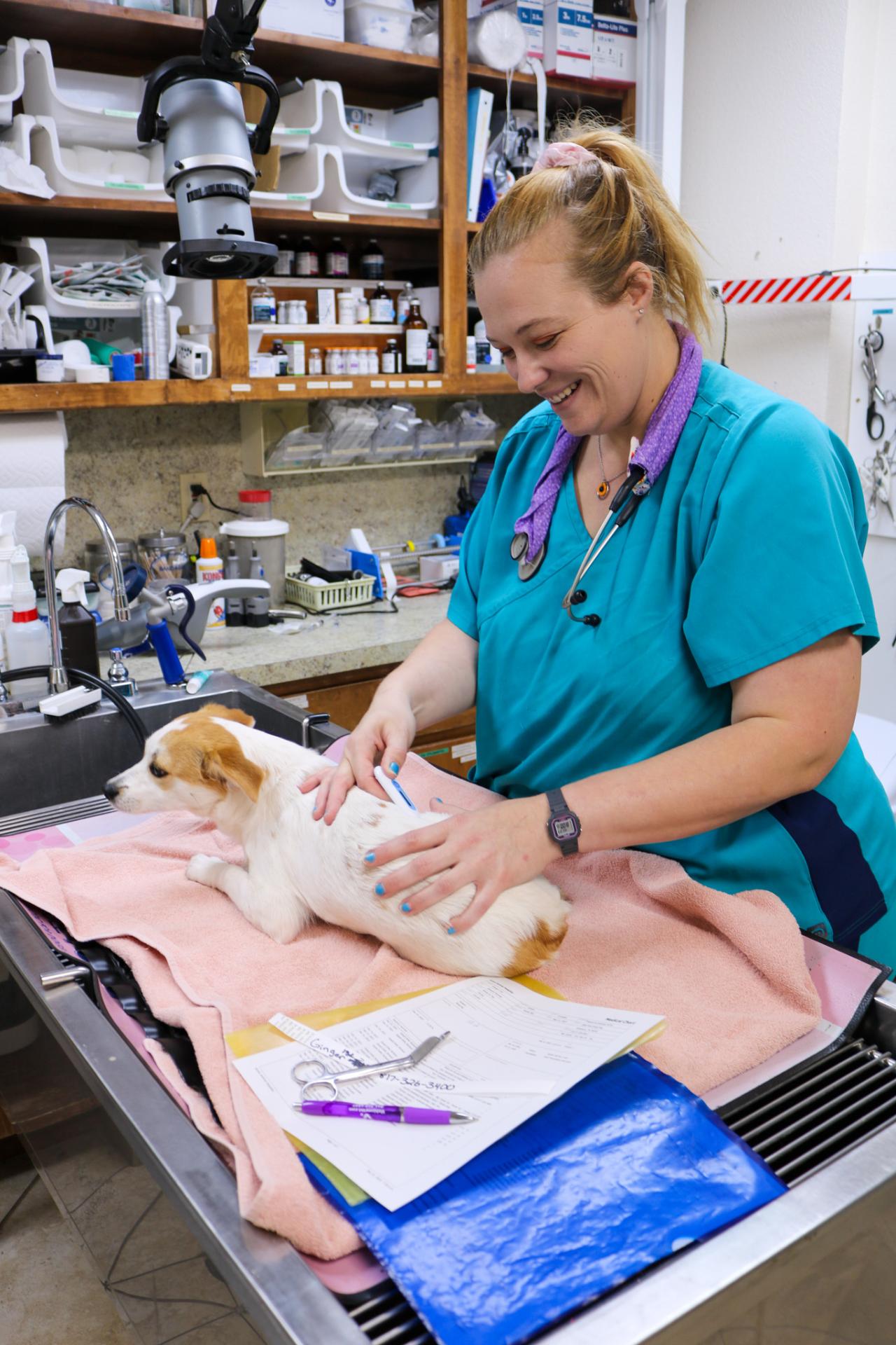 Surgical Services Acton Veterinary Group