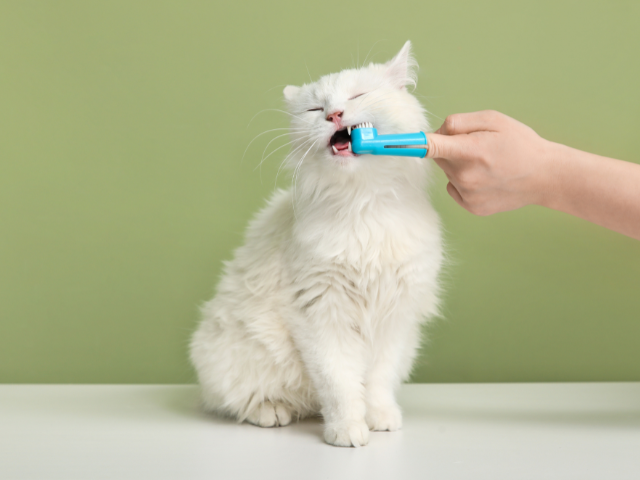 Cat getting teeth brushed
