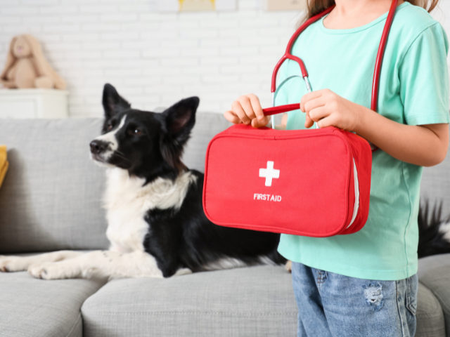 Dog and first aid kit