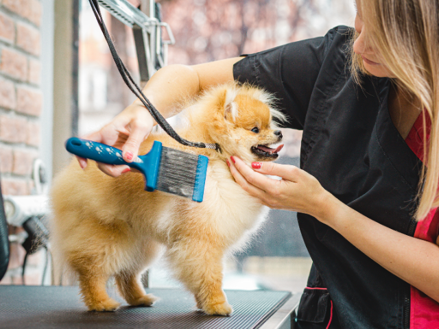 Pomeranian getting groomed