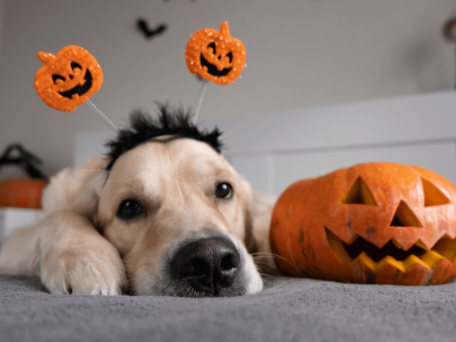 Golden Retriever with pumpkin