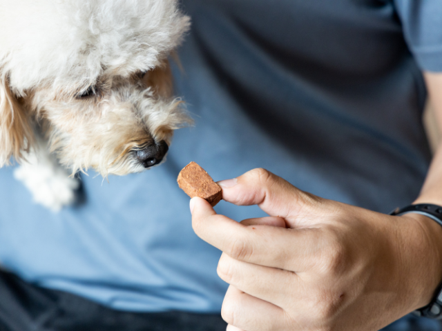 Dog eating heartworm prevention treat