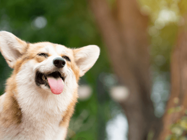 Corgi in the summer