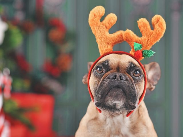 Bulldog with Christmas antler hat