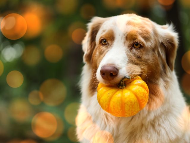Dog holding pumpkin in its mouth