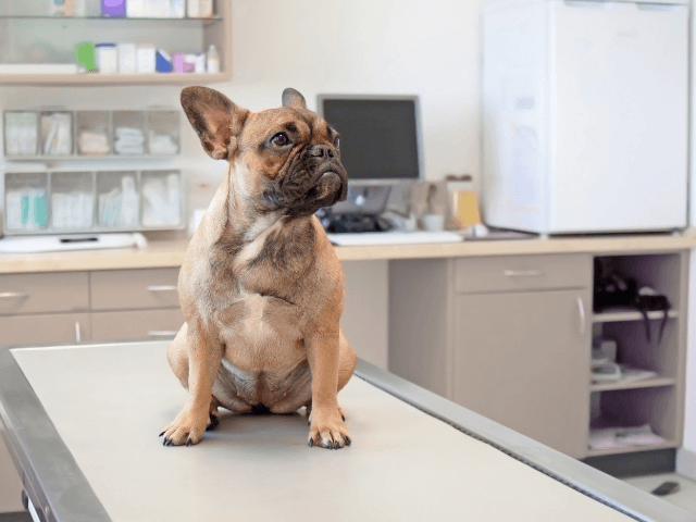 Dog on vet table