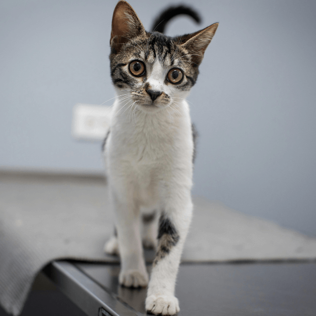 Cat on a vet table