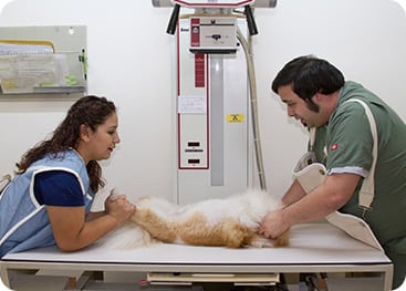 Diagnostics
