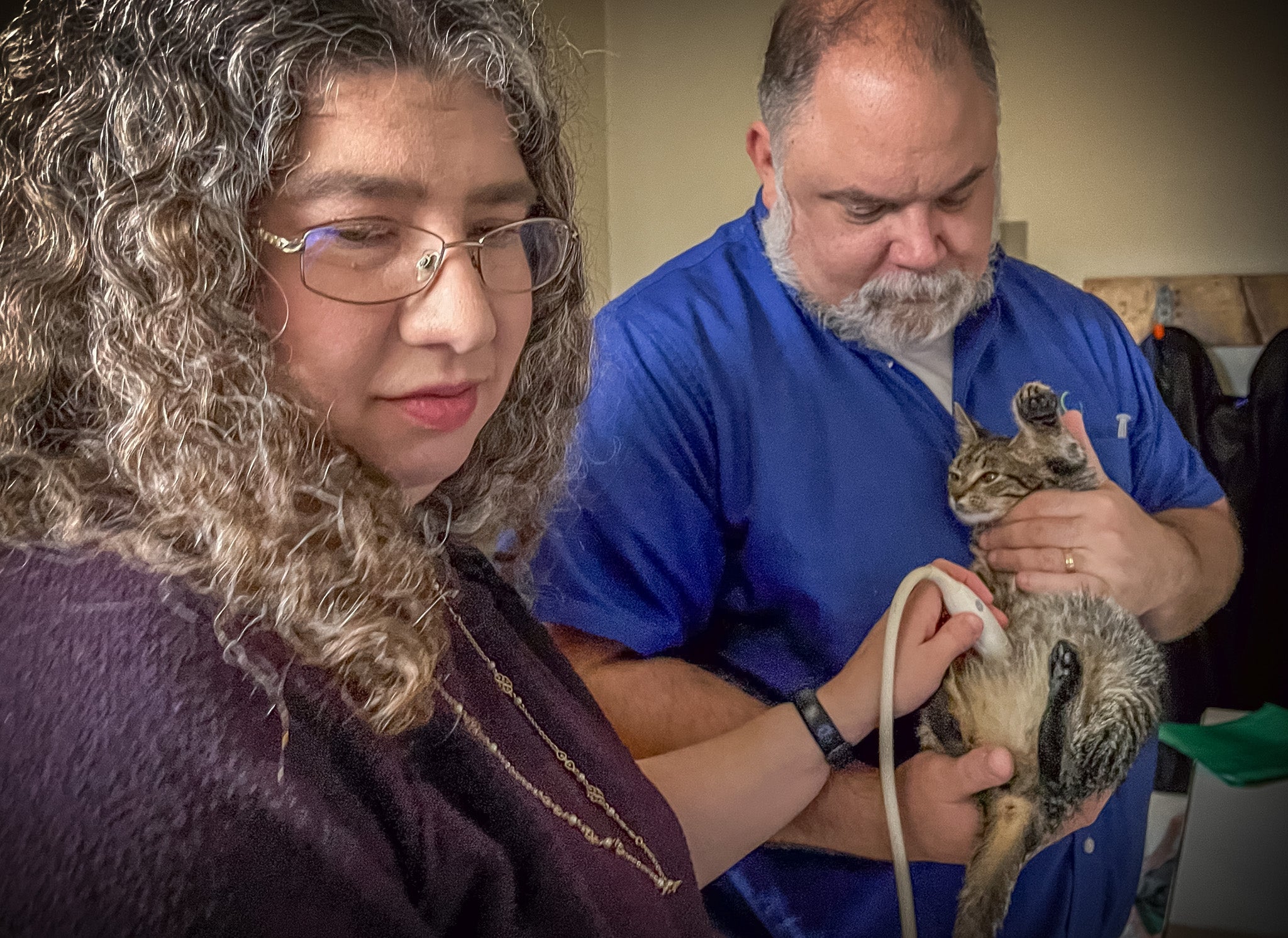 Diagnostics Acton Veterinary Group