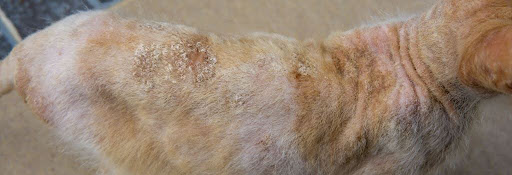 A vet examining a cat with skin problems