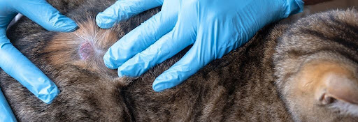 Cat being examined by vet for skin issues