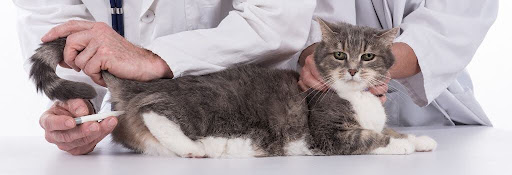 Cat getting temperature checked at the vet