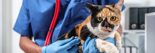 Cat getting examined at the vet