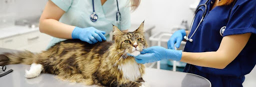 Cat getting an exam at the vet