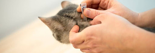 Cat getting flea treatment at the vet