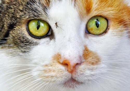 Cat with a mosquito flying near its face