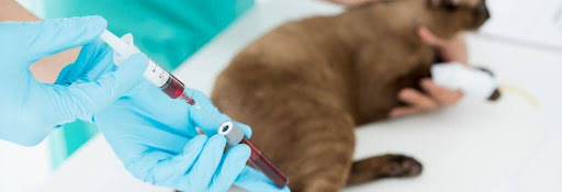 Cat at the vet