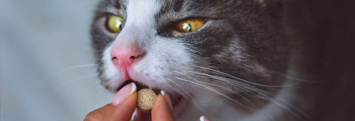 Cat taking medication for heartworm