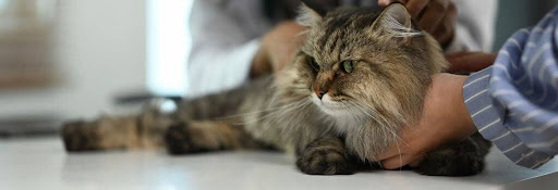 Cat getting examined at the vet