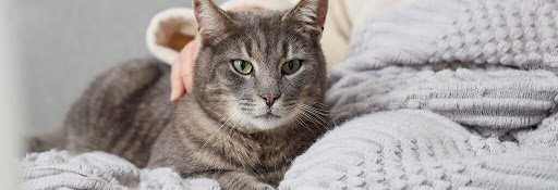 Cat sitting in owner's lap