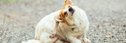 Dog scratching