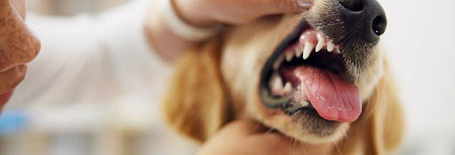Dog getting teeth examined at the vet