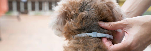 Dog flea collar