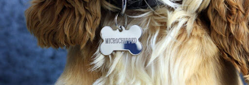 Dog with microchip tag on their collar