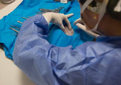 Vet performing surgery on an animal