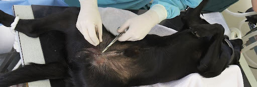 Dog being prepped for spay procedure at the vet