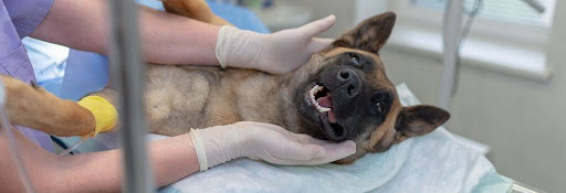 Dog getting examined at the vet