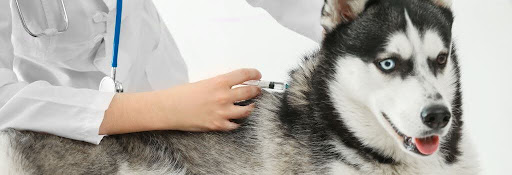 Husky receiving vaccines at the vet