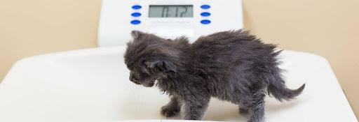 Kitten at the vet