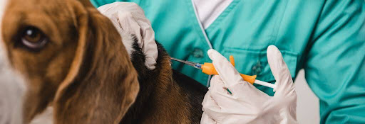 Dog getting a microchip injection