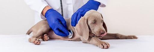 Puppy on a vet's table