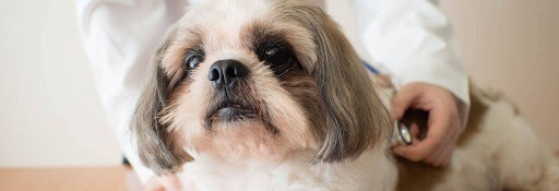 Senior dog getting exam at the vet
