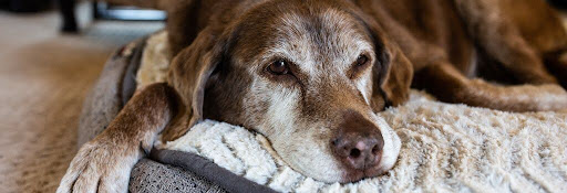 Senior dog laying down