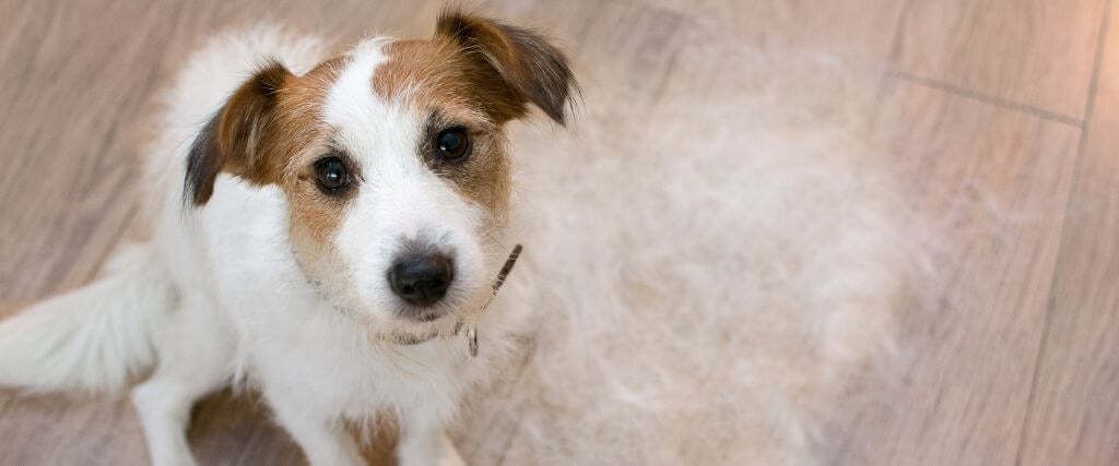 Shedding Jack Russell sitting next to pile of shed fur