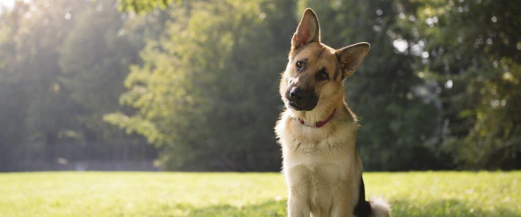 Osteosarcoma in Dogs: Signs, Treatment, and What Owners Need to Know