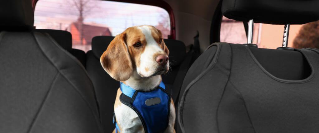 Dog in harness riding in car, at risk of pet in car accident