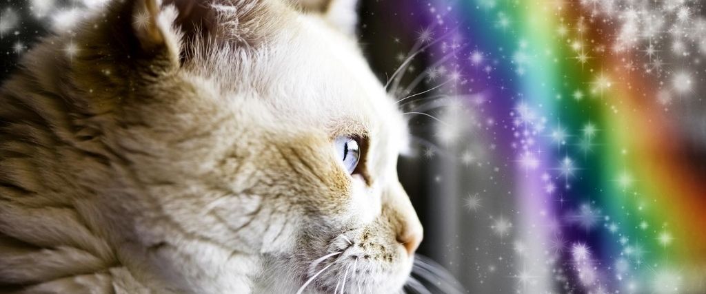 Rainbow Bridge: What to Know About Euthanasia