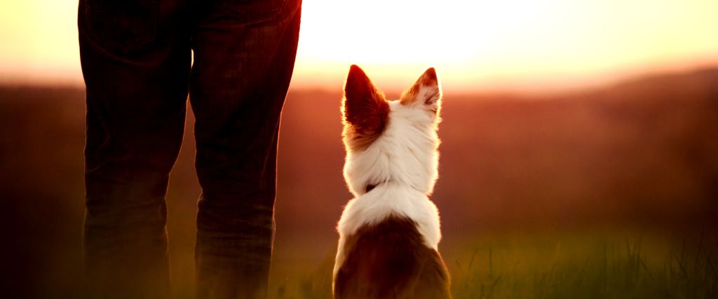 Saying Goodbye: Helping You and Your Pet Through the End of Life