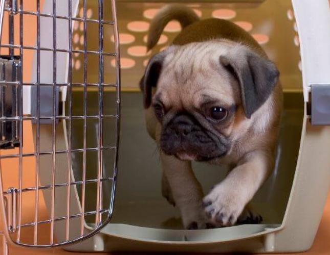 Benefits of Crate Training Your Dog