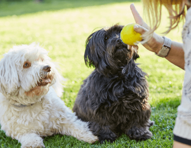 The Secret to Dog Training: Why Positive Reinforcement Works But Punishment Doesn't