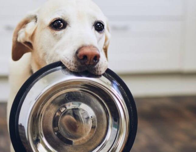 How Do I Choose a Diet for My Dog? Top Tips for Avoiding Information Overload