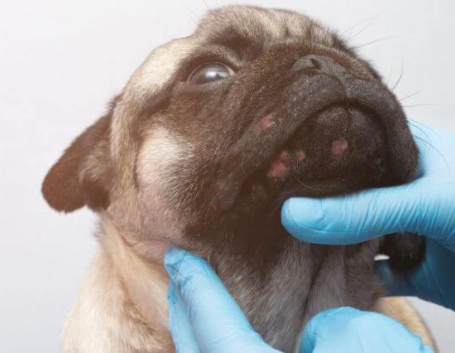 Phovia Fluorescent Light Therapy: A Breakthrough in Pet Dermatological Care
