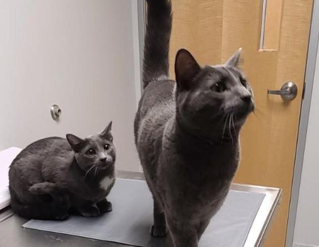 Filter Failure: What Happens When a Pet’s Kidneys Can't Keep Up