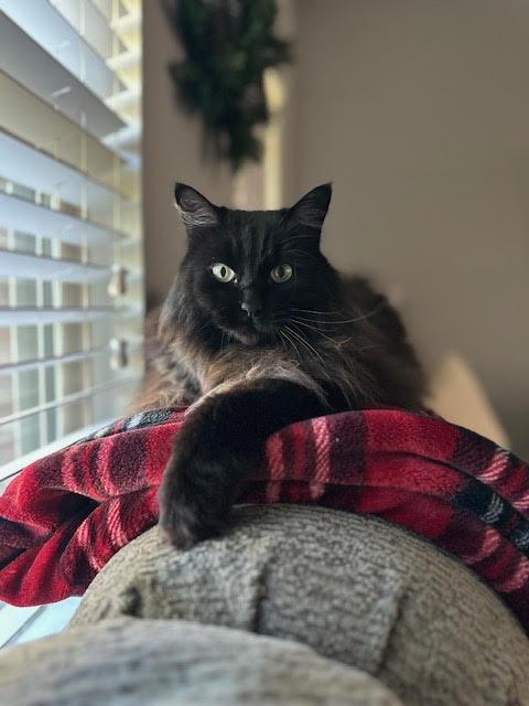 Kelly Z cat